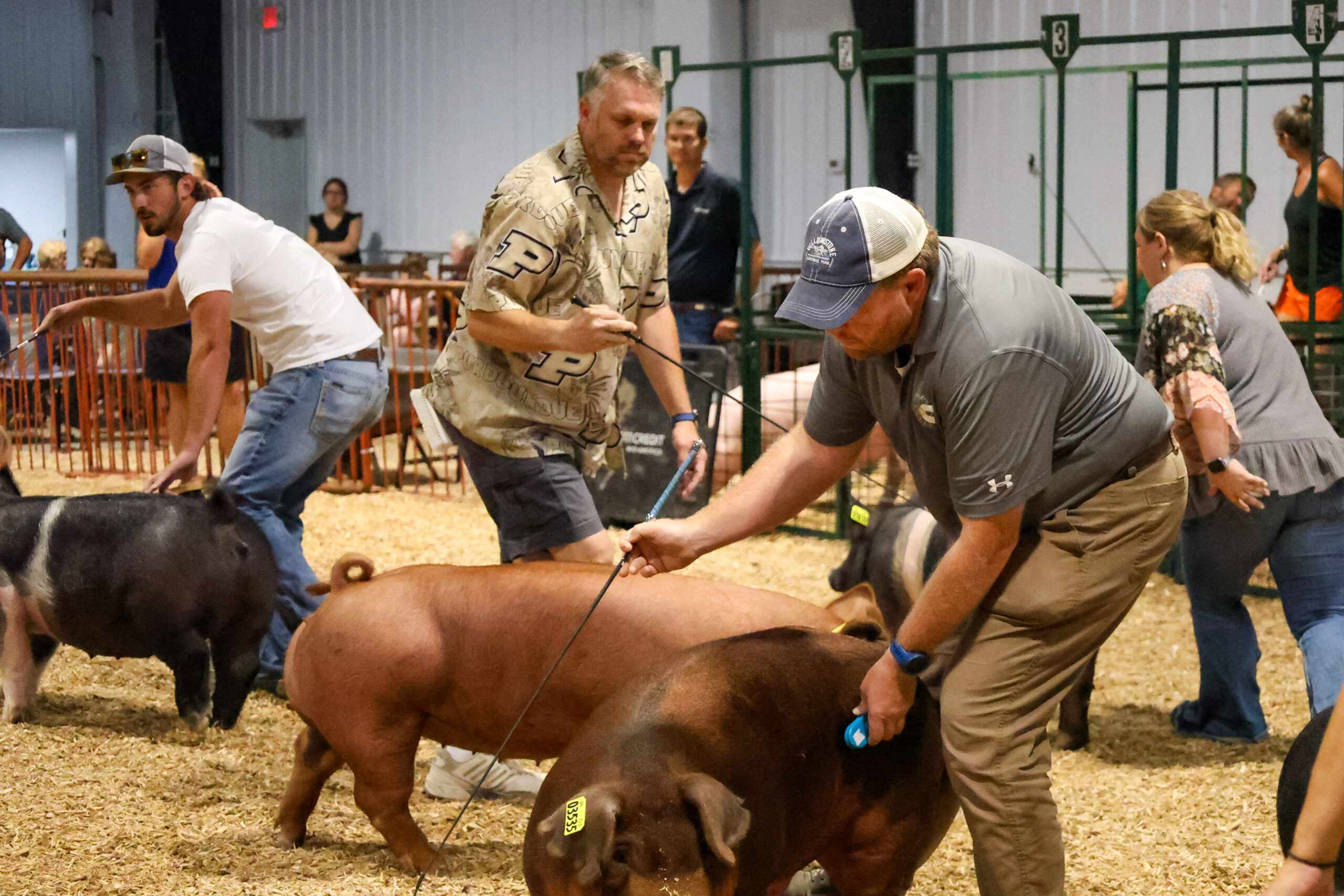 Old Timer's 4-H Swine Show