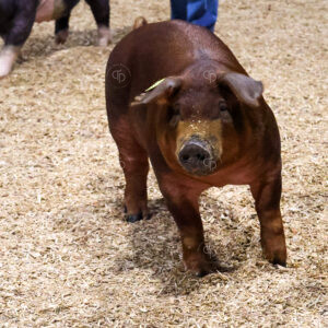 Old Timer's 4-H Swine Show