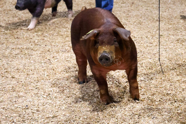 Old Timer's 4-H Swine Show