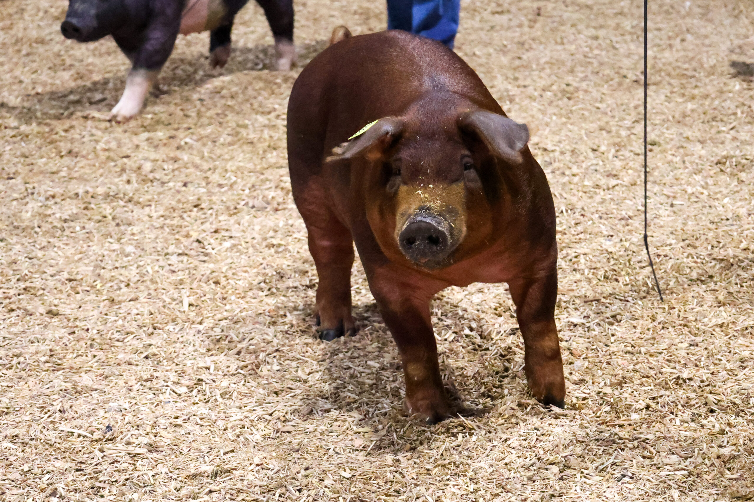 Old Timer's 4-H Swine Show