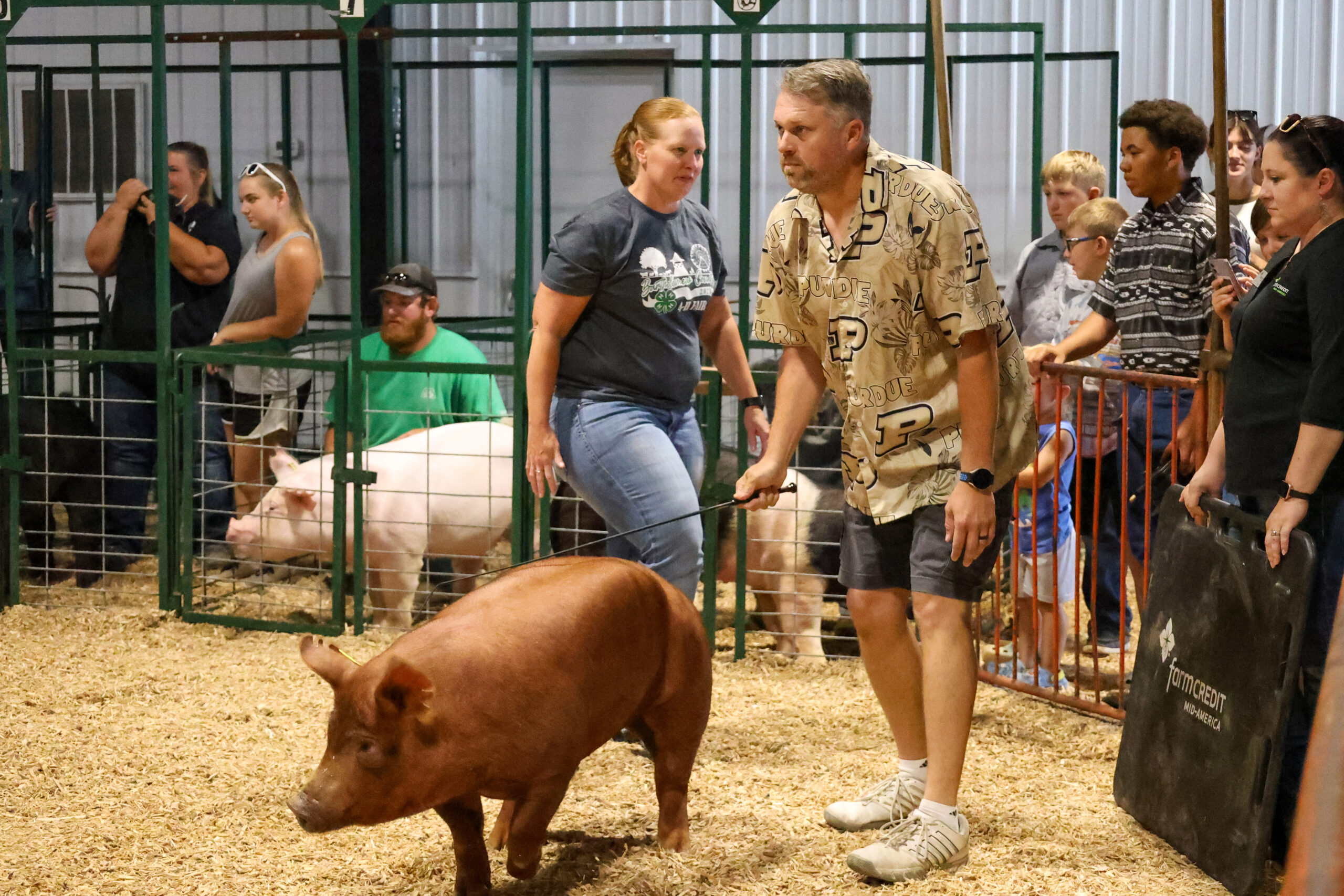 Old Timer's 4-H Swine Show