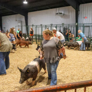 Old Timer's 4-H Swine Show