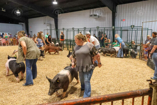Old Timer's 4-H Swine Show