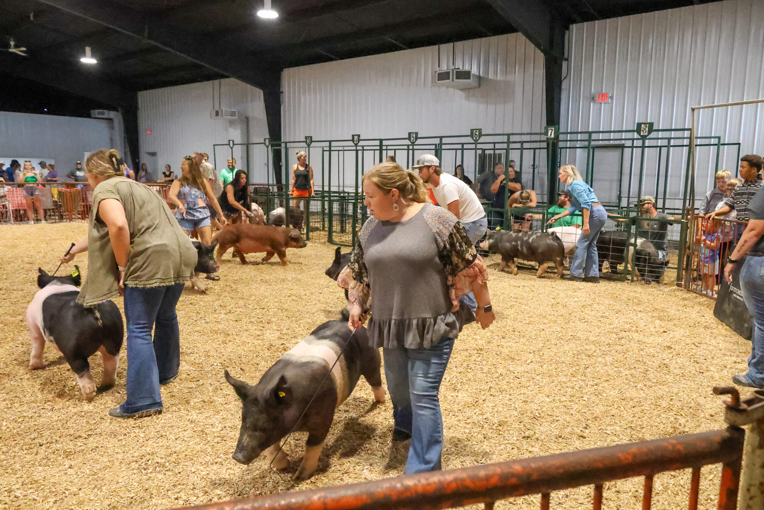 Old Timer's 4-H Swine Show