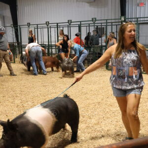 Old Timer's 4-H Swine Show