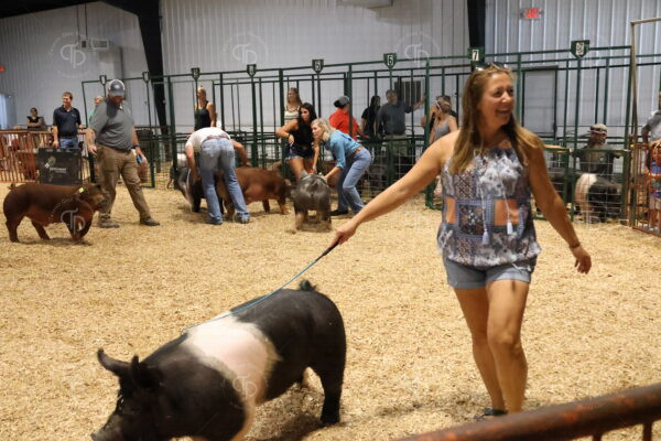Old Timer's 4-H Swine Show