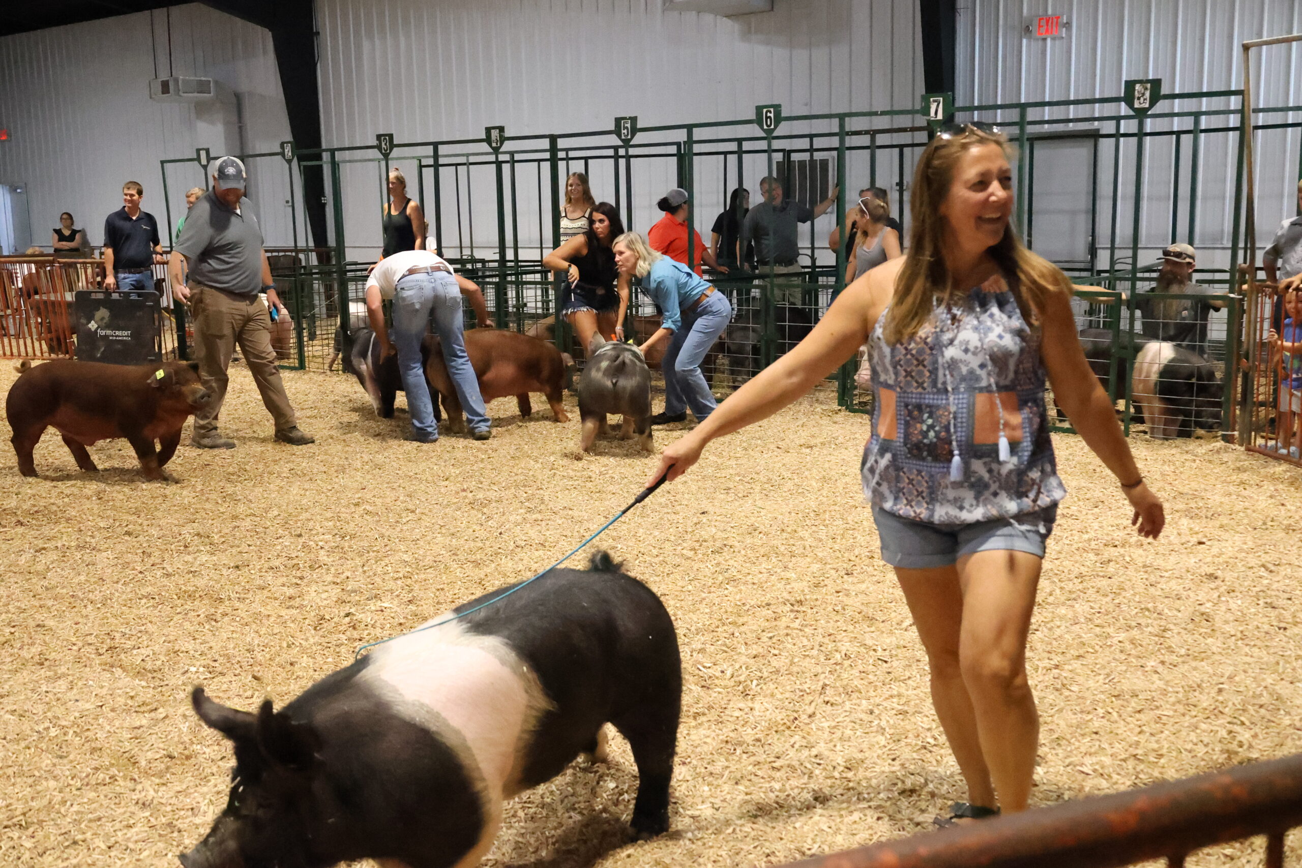 Old Timer's 4-H Swine Show