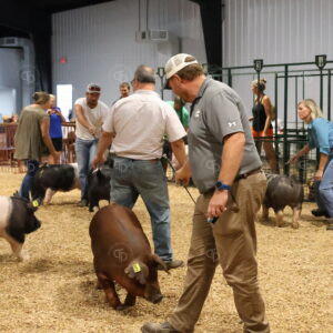 Old Timer's 4-H Swine Show