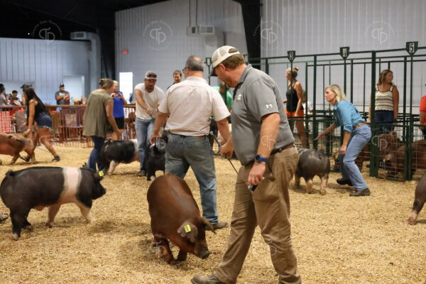 Old Timer's 4-H Swine Show