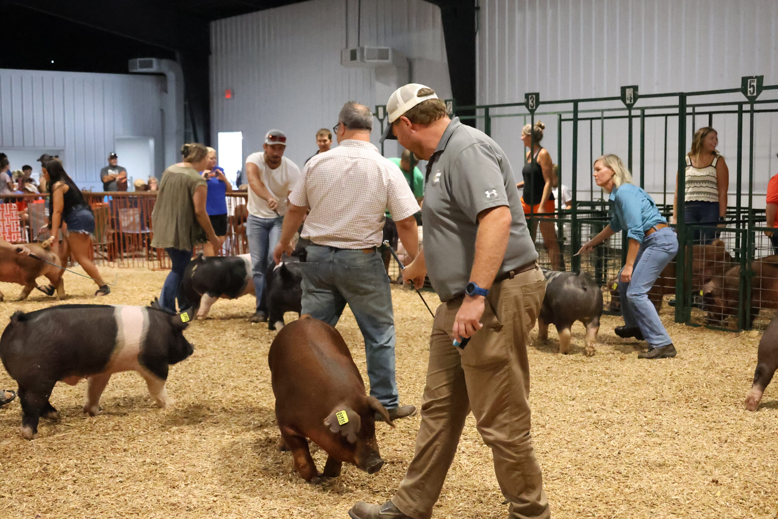 Old Timer's 4-H Swine Show