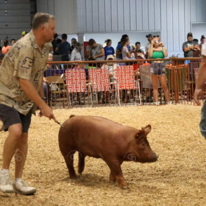 Old Timer's 4-H Swine Show