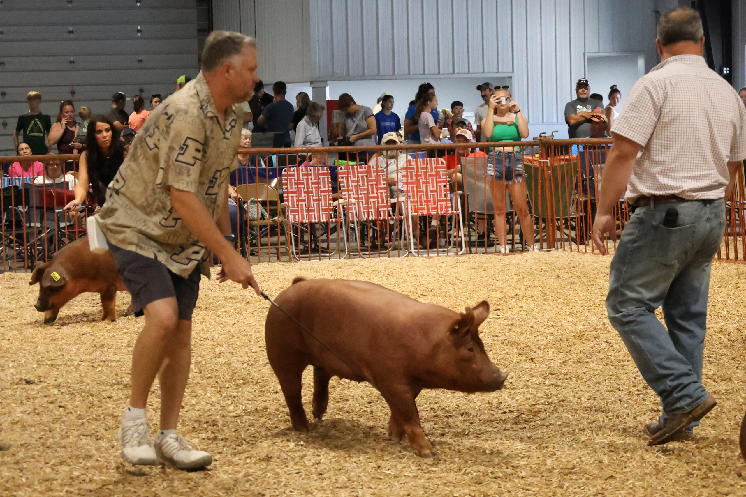 Old Timer's 4-H Swine Show