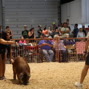 Old Timer's 4-H Swine Show
