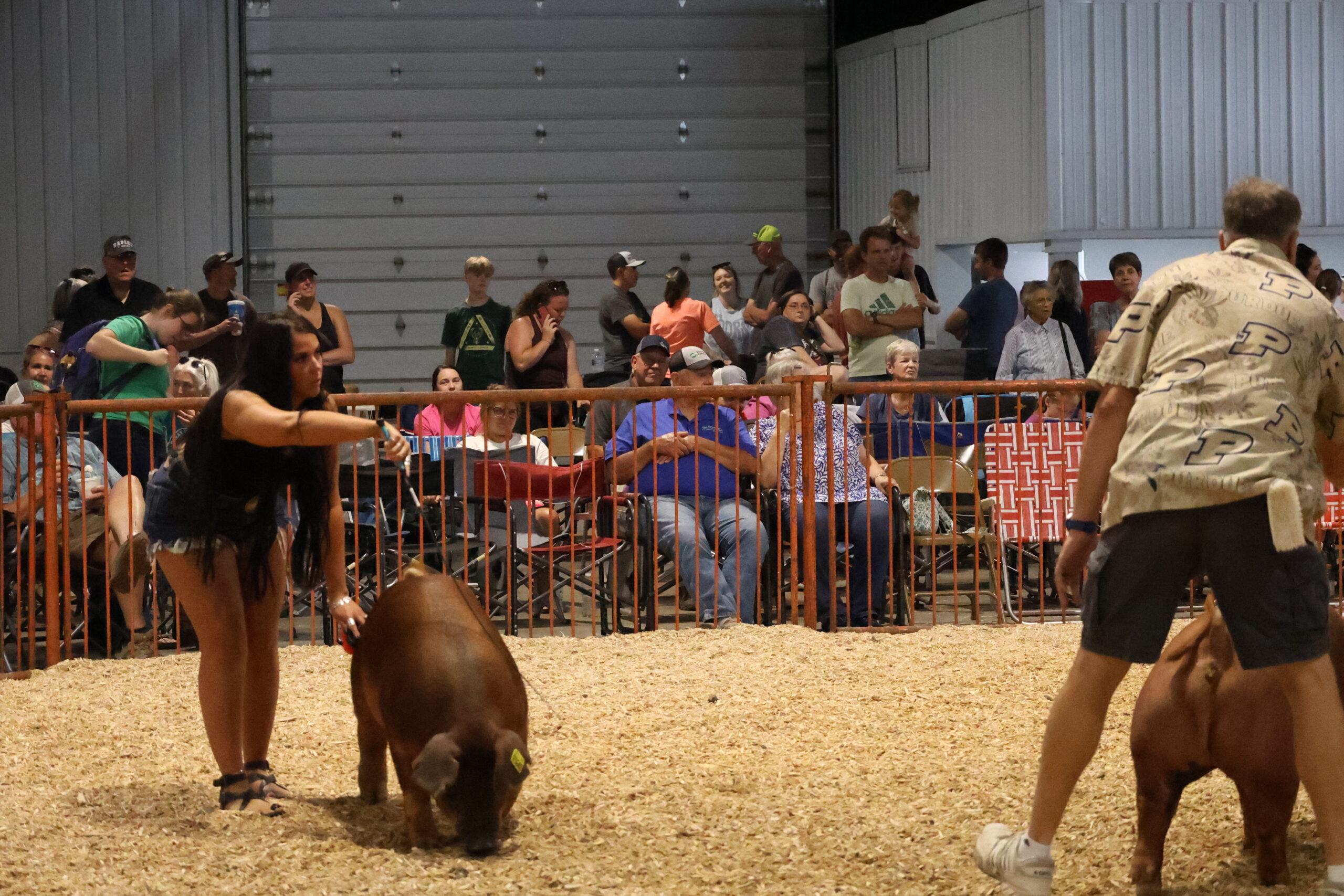 Old Timer's 4-H Swine Show