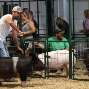 Old Timer's 4-H Swine Show