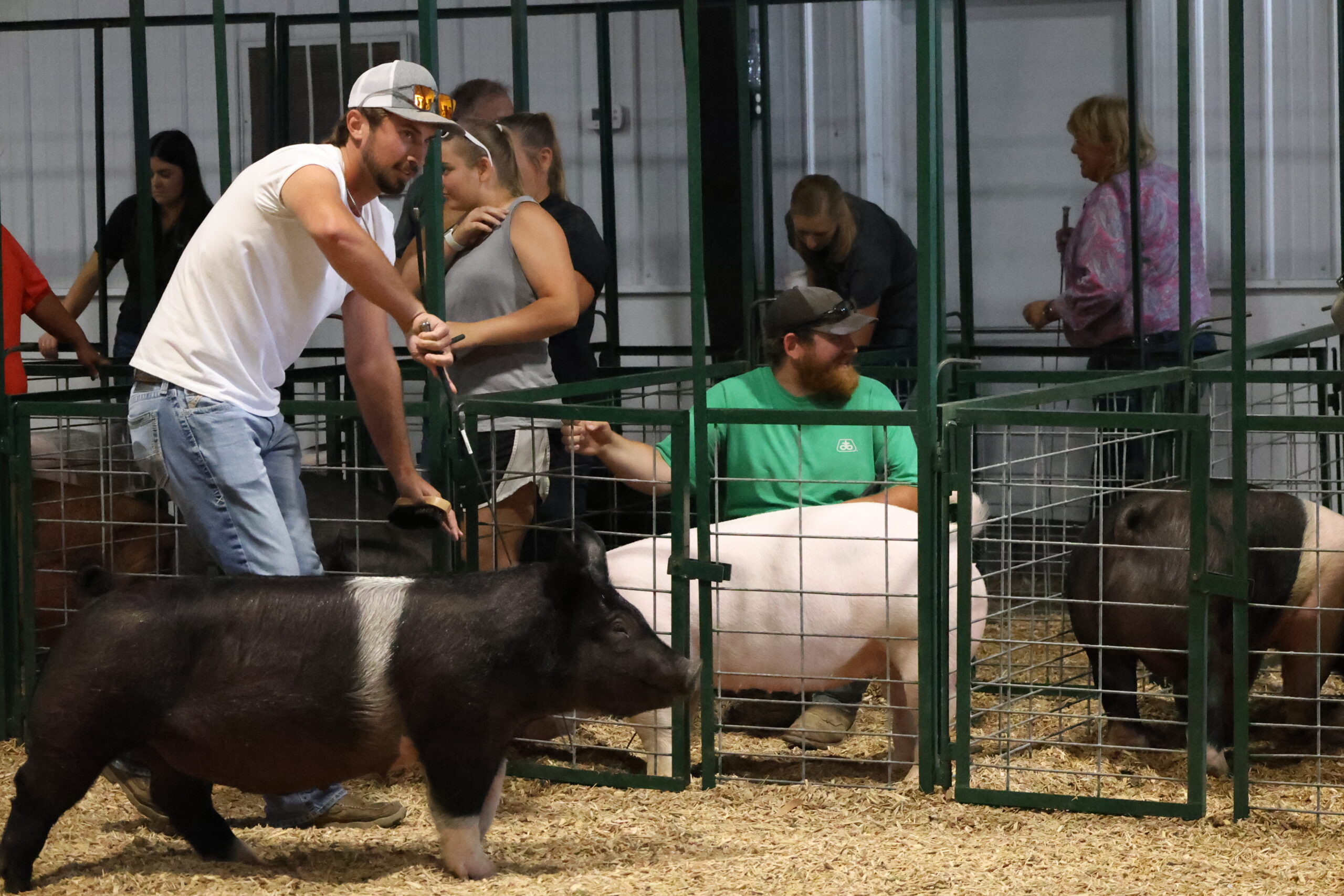 Old Timer's 4-H Swine Show