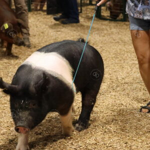 Old Timer's 4-H Swine Show