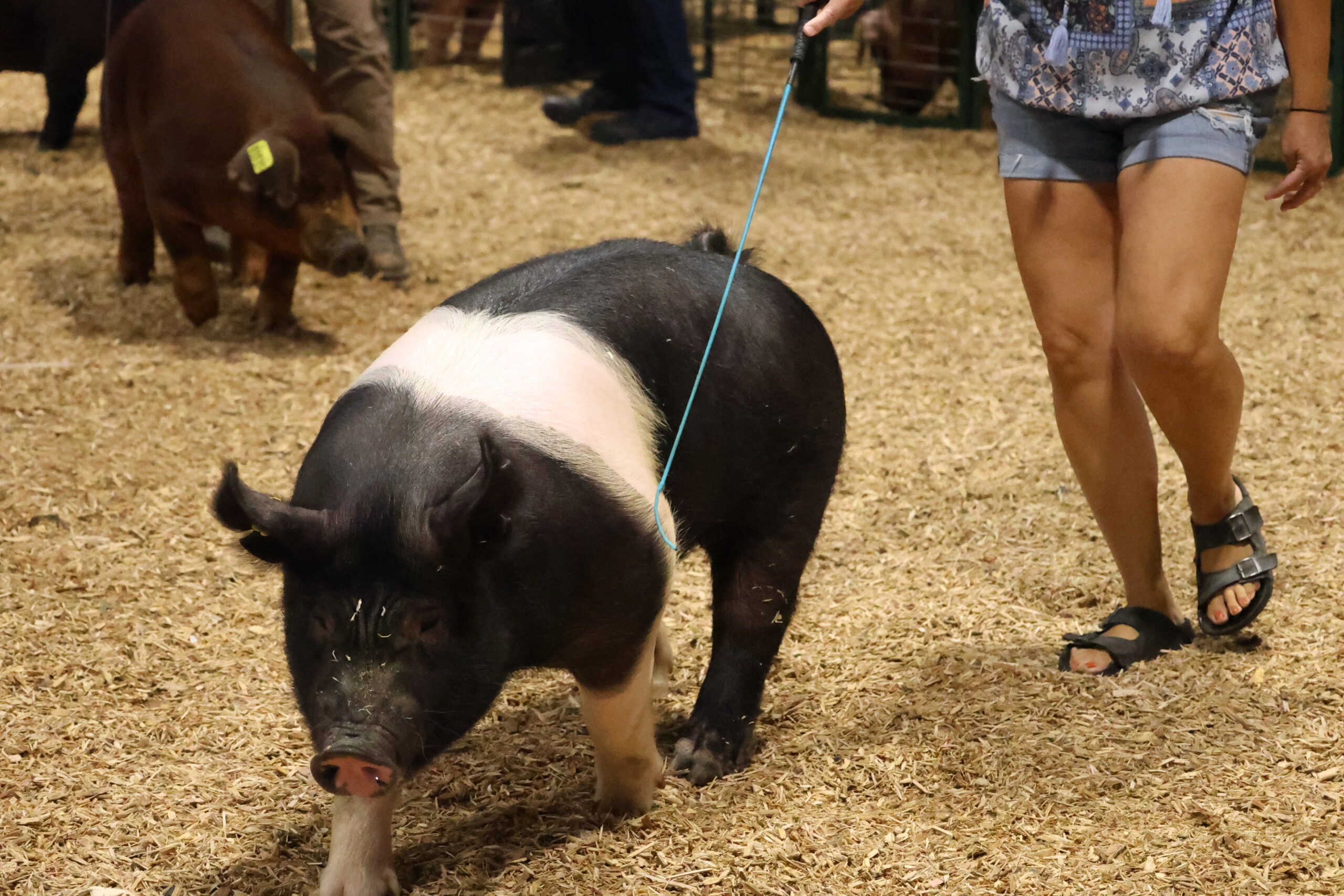 Old Timer's 4-H Swine Show