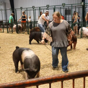 Old Timer's 4-H Swine Show