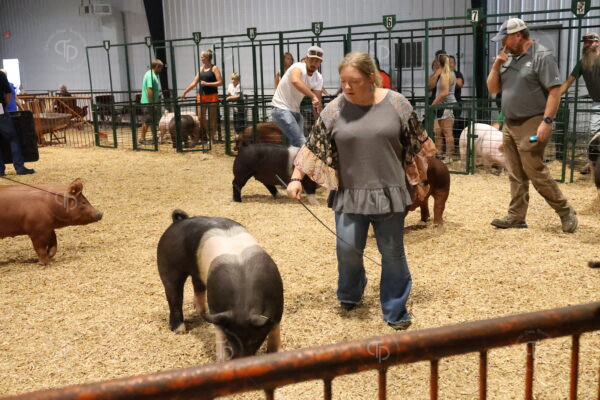Old Timer's 4-H Swine Show