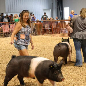 Old Timer's 4-H Swine Show
