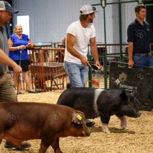 Old Timer's 4-H Swine Show
