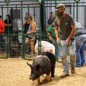 Old Timer's 4-H Swine Show