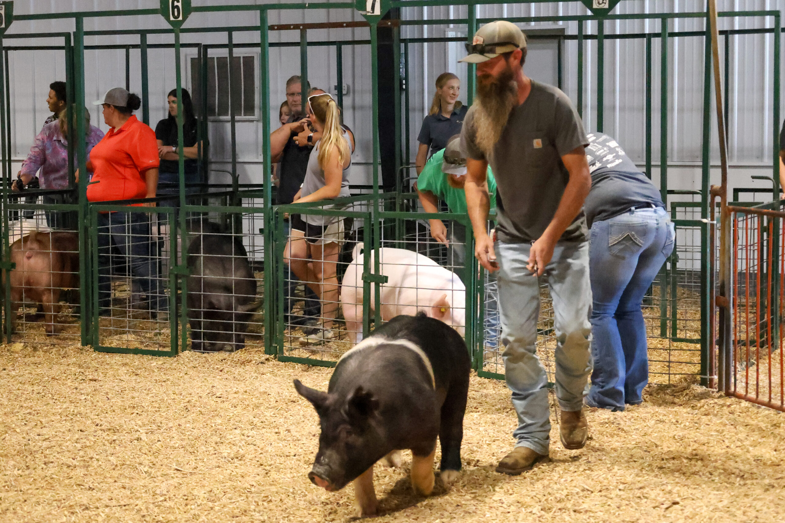 Old Timer's 4-H Swine Show