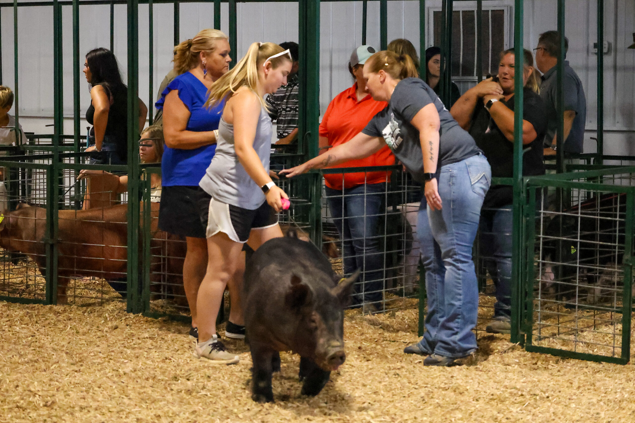 Old Timer's 4-H Swine Show