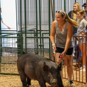 Old Timer's 4-H Swine Show