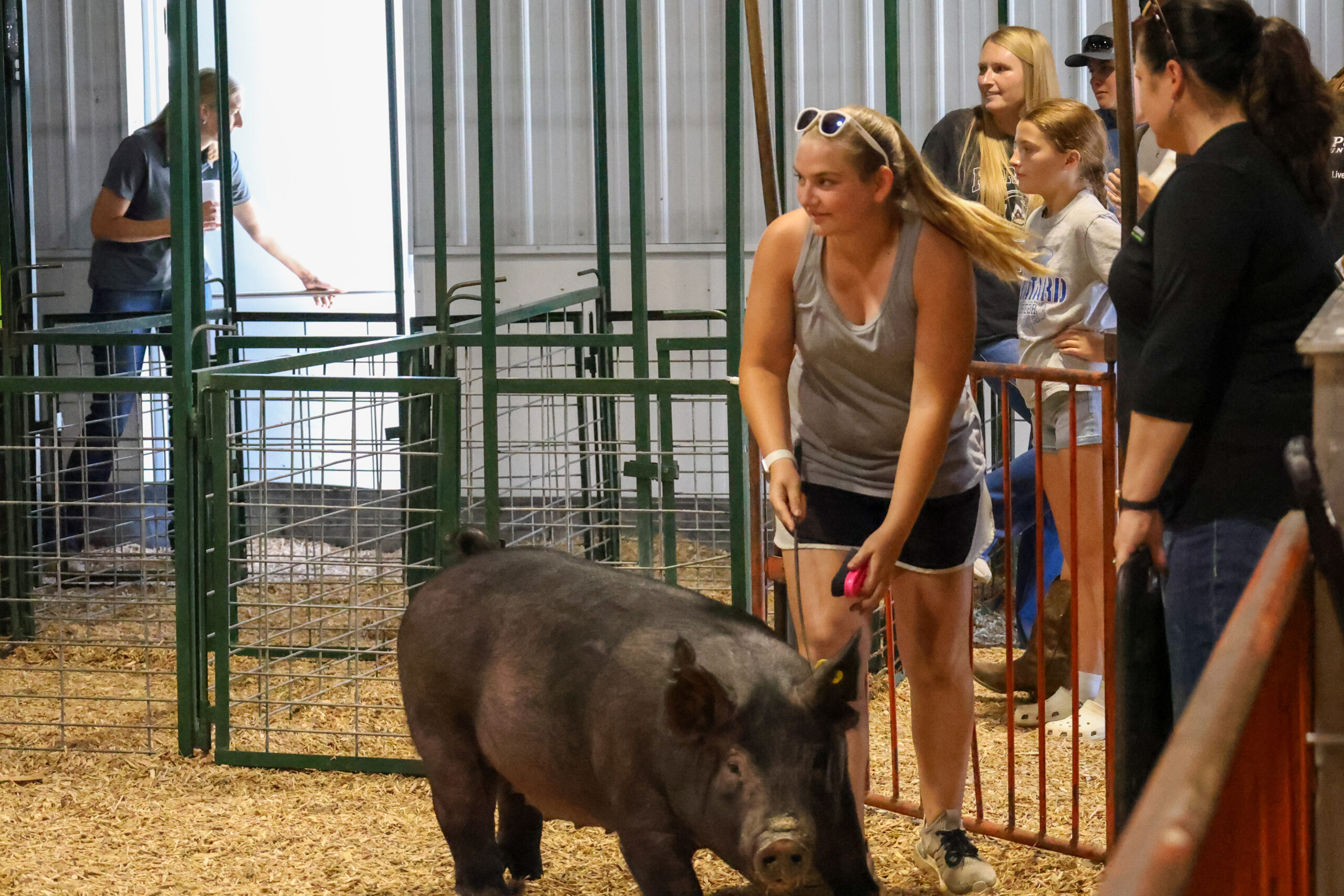 Old Timer's 4-H Swine Show