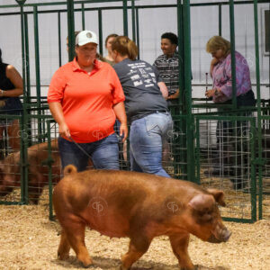 Old Timer's 4-H Swine Show