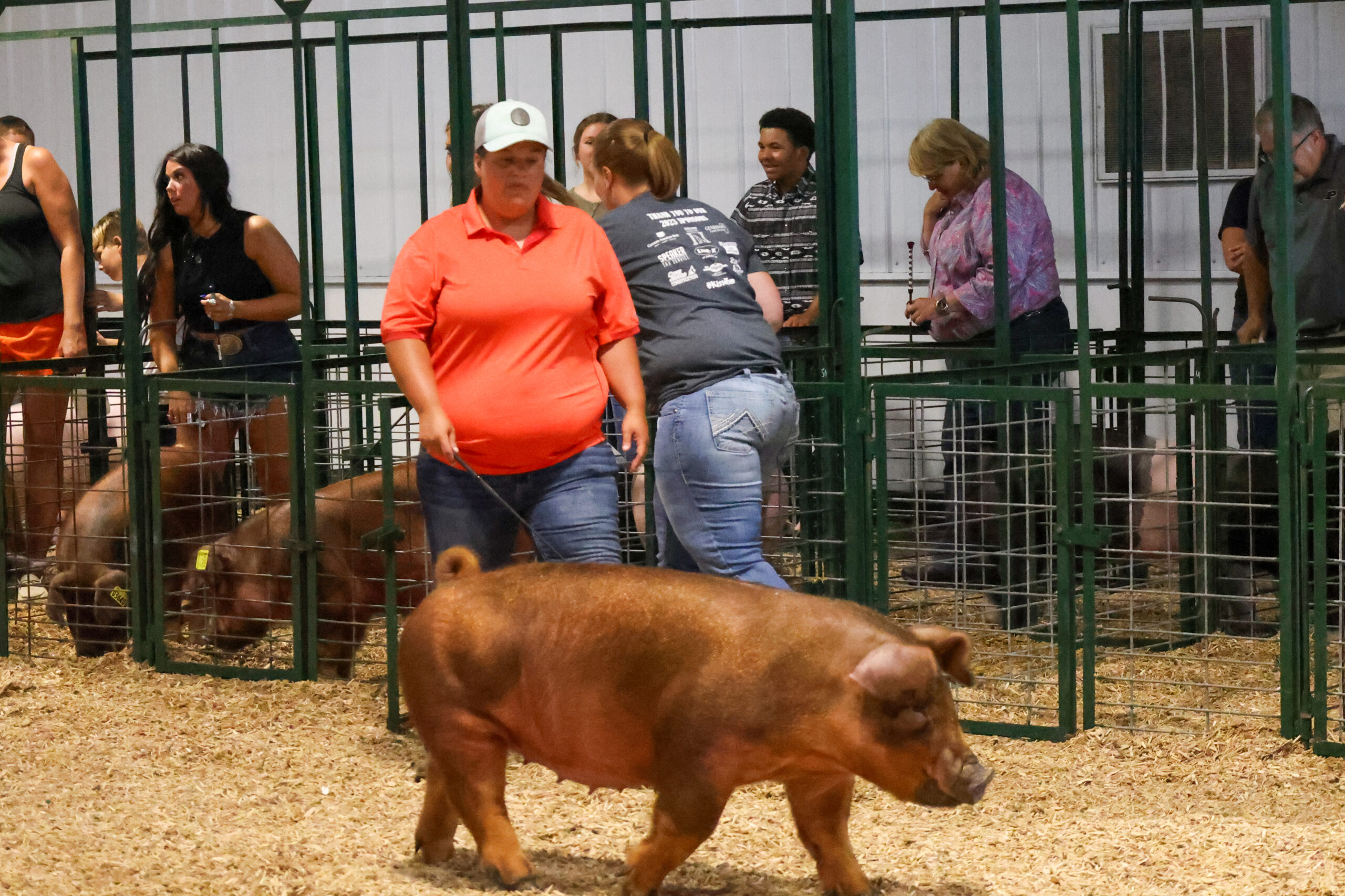 Old Timer's 4-H Swine Show