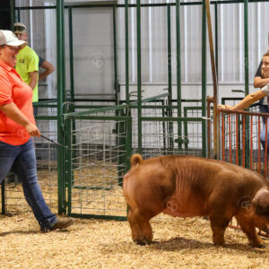 Old Timer's 4-H Swine Show