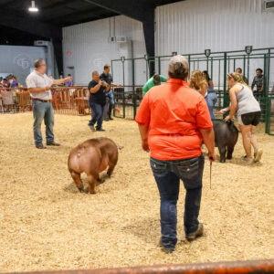 Old Timer's 4-H Swine Show