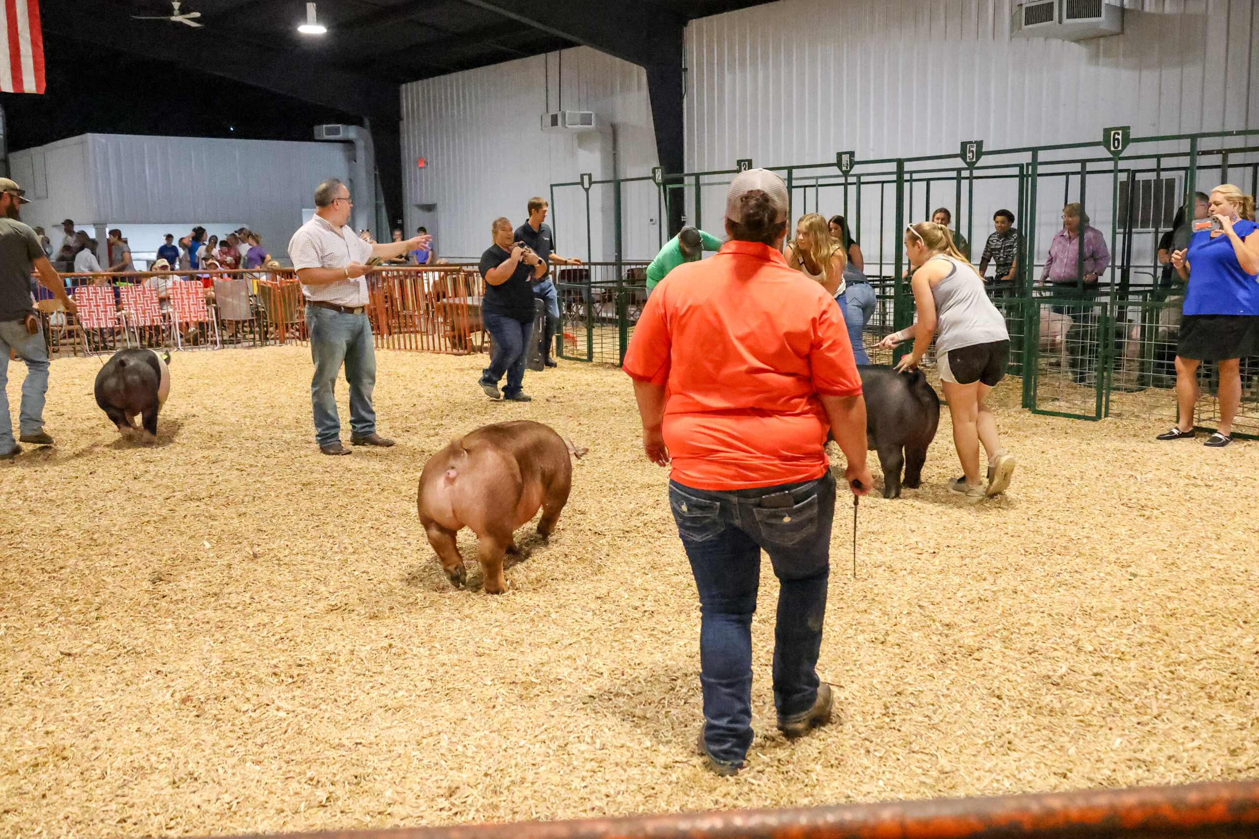 Old Timer's 4-H Swine Show