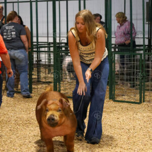 Old Timer's 4-H Swine Show
