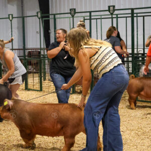 Old Timer's 4-H Swine Show