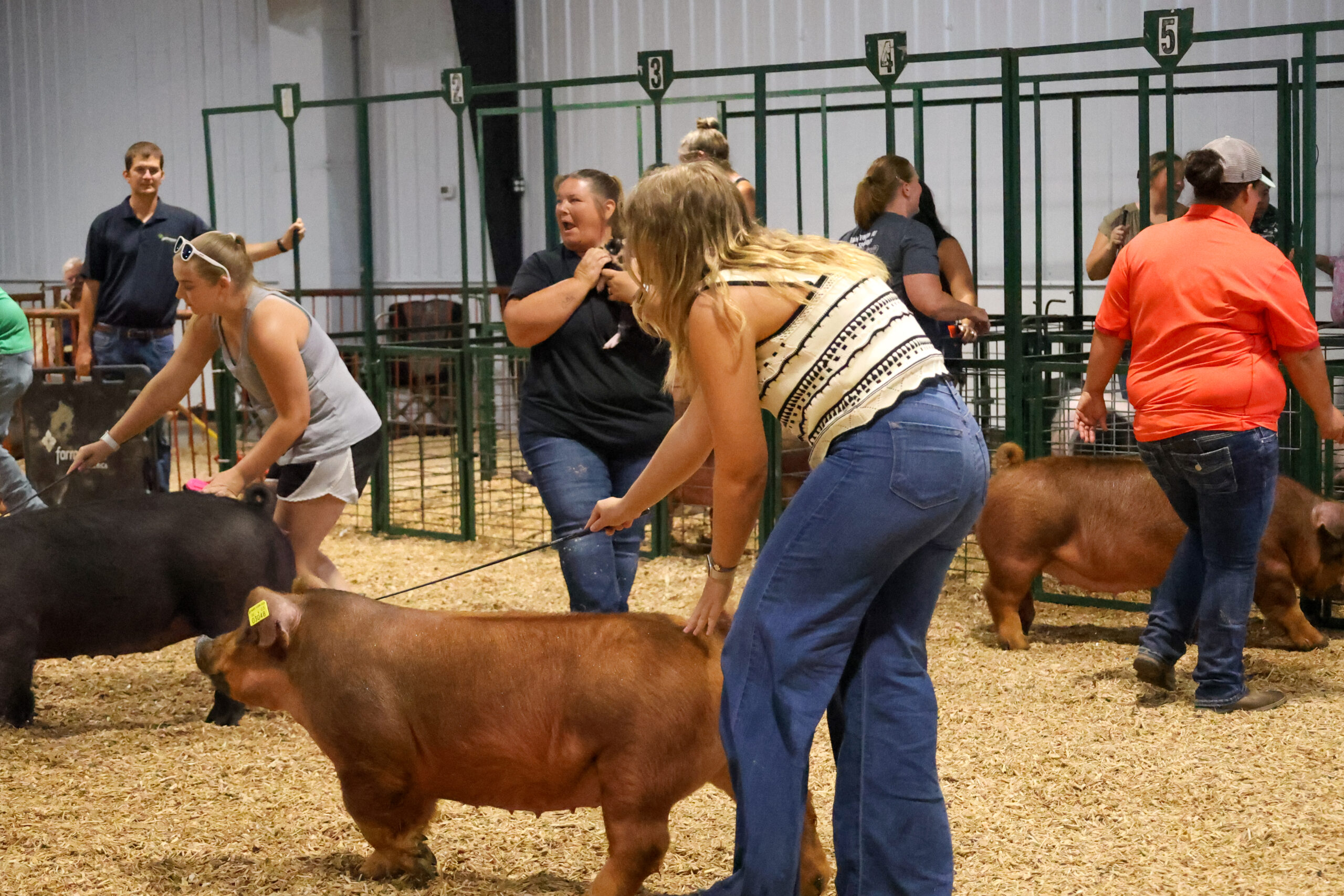 Old Timer's 4-H Swine Show