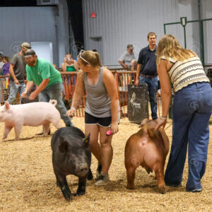 Old Timer's 4-H Swine Show