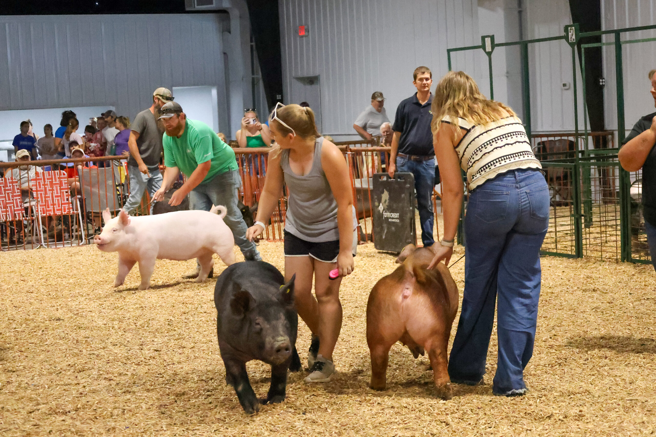 Old Timer's 4-H Swine Show