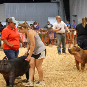 Old Timer's 4-H Swine Show