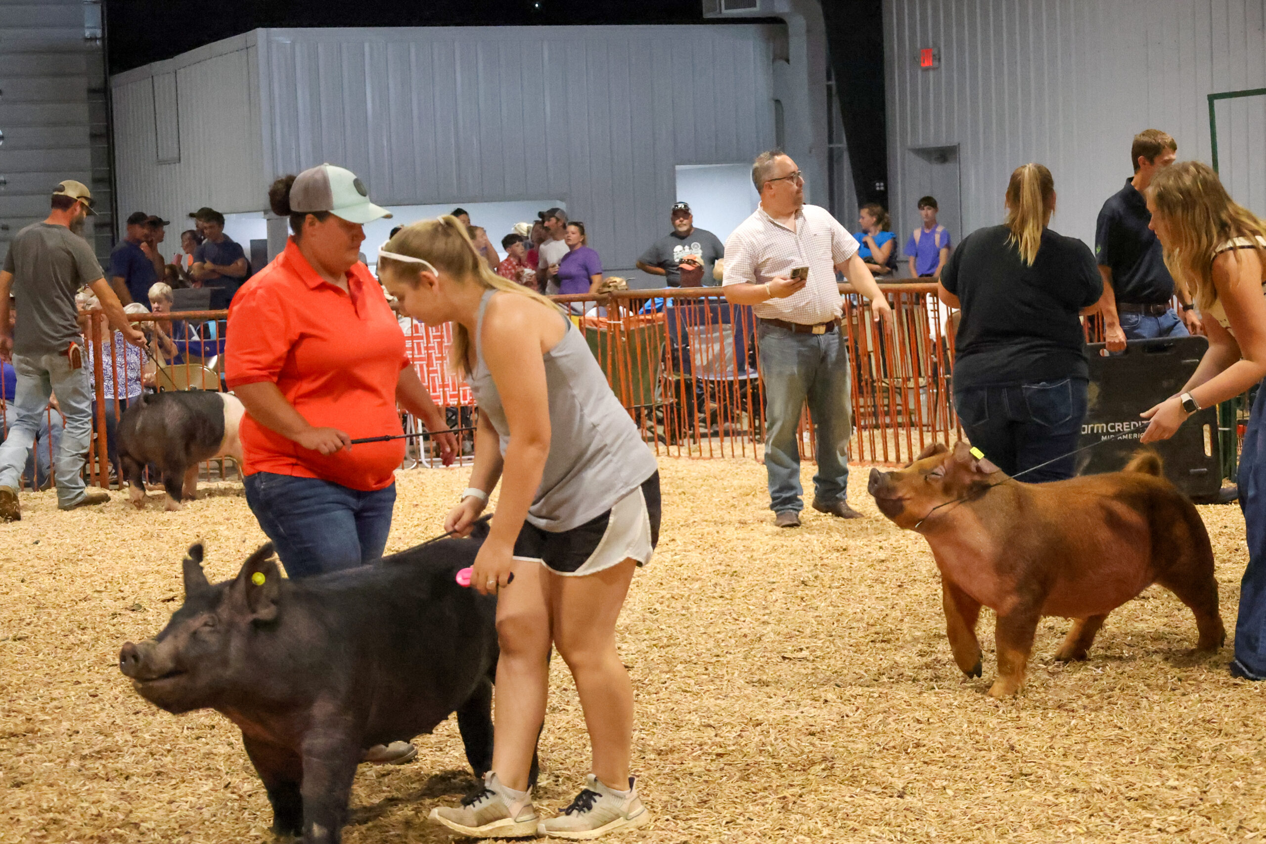 Old Timer's 4-H Swine Show
