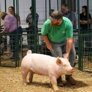 Old Timer's 4-H Swine Show