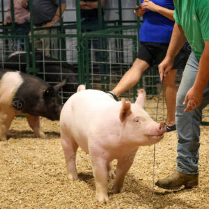 Old Timer's 4-H Swine Show