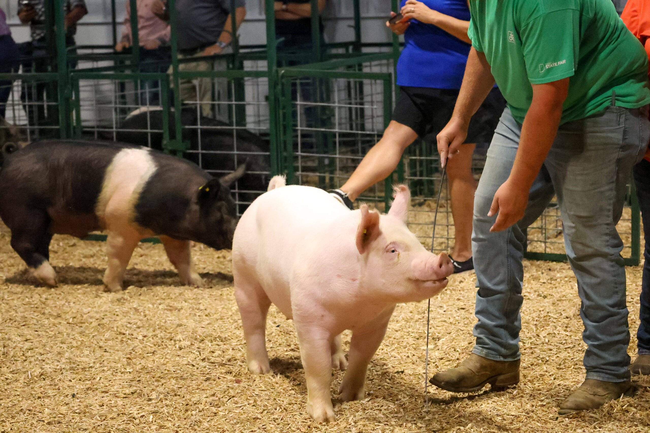 Old Timer's 4-H Swine Show