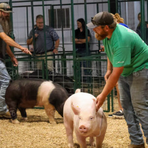 Old Timer's 4-H Swine Show