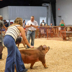 Old Timer's 4-H Swine Show