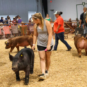 Old Timer's 4-H Swine Show
