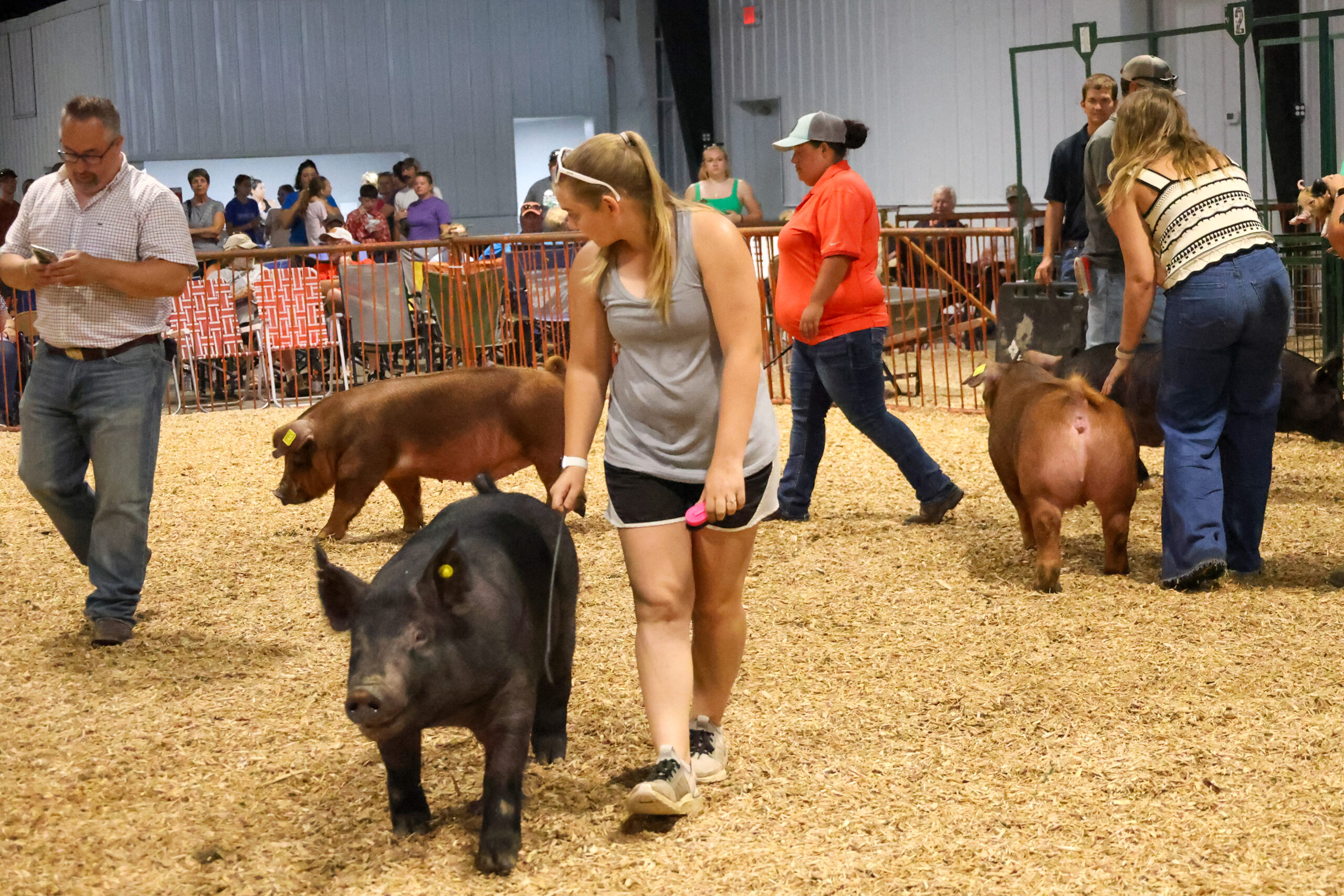 Old Timer's 4-H Swine Show